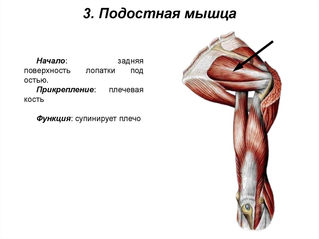 3. Подостная мышца