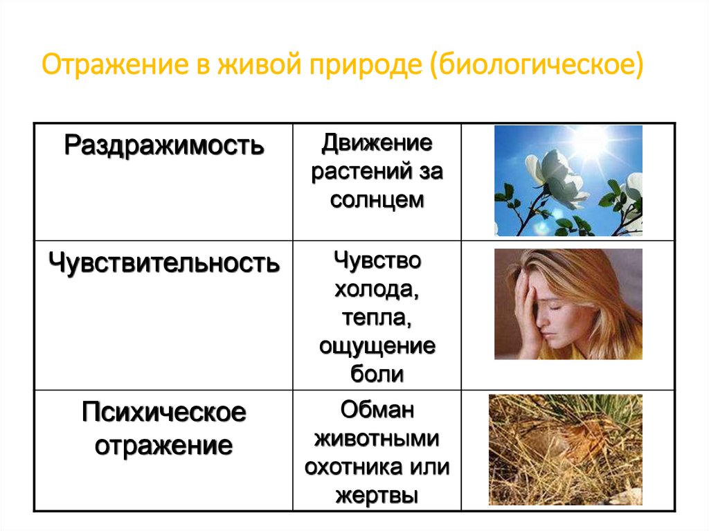 Отражение в живой природе (биологическое)