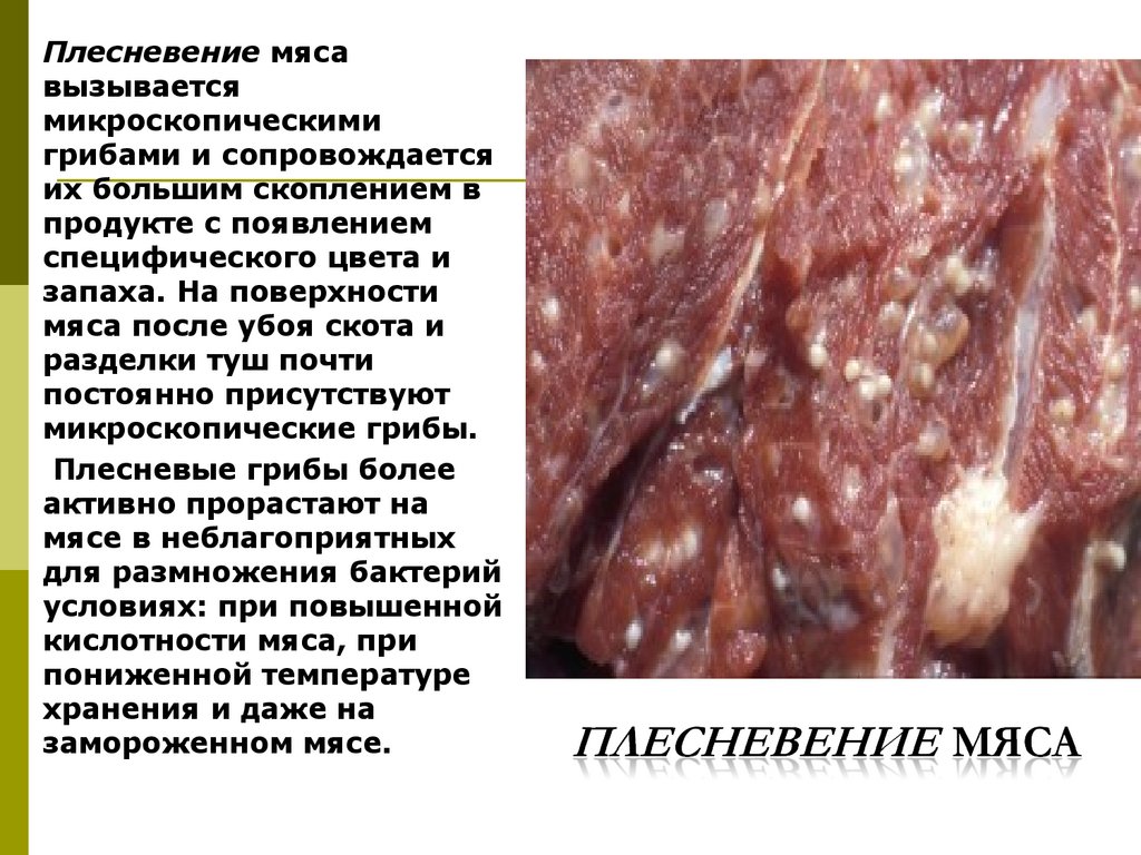 Плесневение мяса