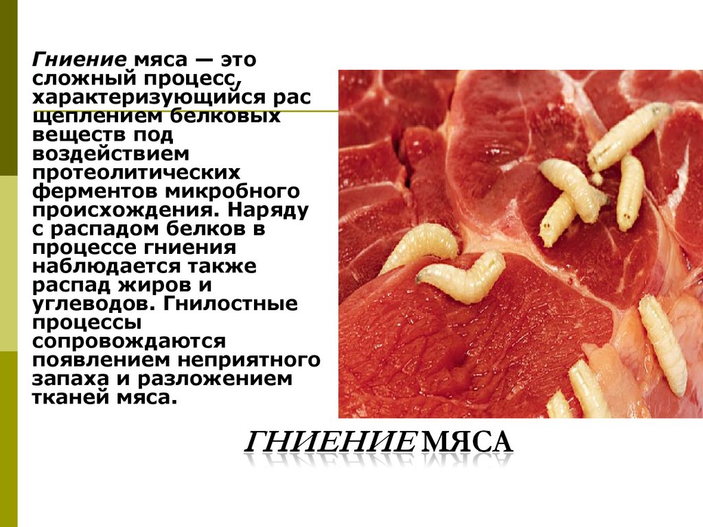 Гниение мяса