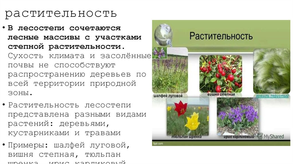 растительность