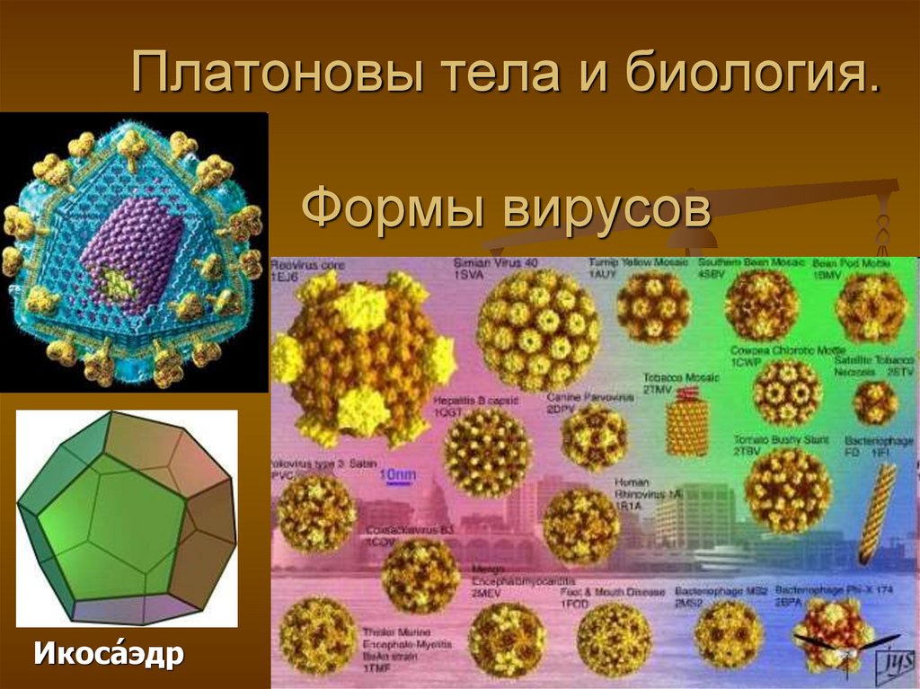 Платоновы тела и биология. Формы вирусов