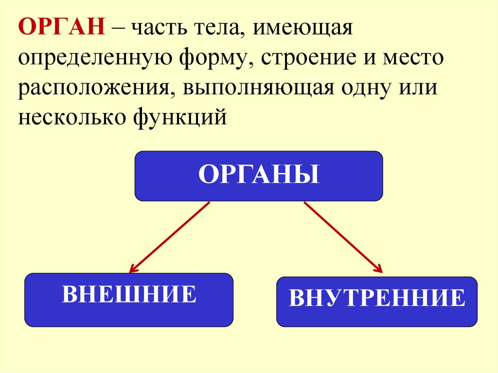 ОРГАН – часть тела, имеющая определенную форму, строение и место расположения, выполняющая одну или несколько функций