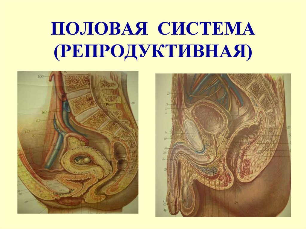 ПОЛОВАЯ СИСТЕМА (РЕПРОДУКТИВНАЯ)