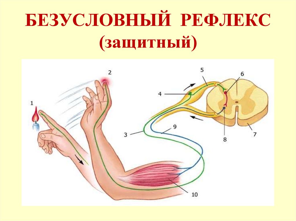 БЕЗУСЛОВНЫЙ РЕФЛЕКС (защитный)
