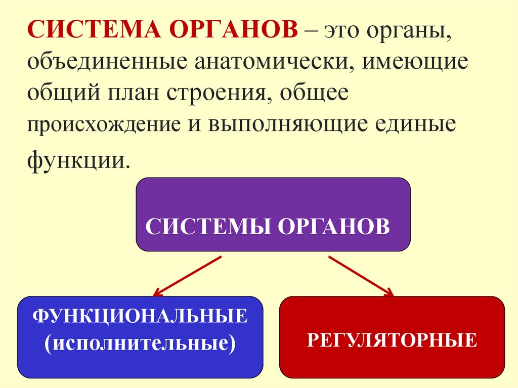 СИСТЕМА ОРГАНОВ – это органы, объединенные анатомически, имеющие общий план строения, общее происхождение и выполняющие единые