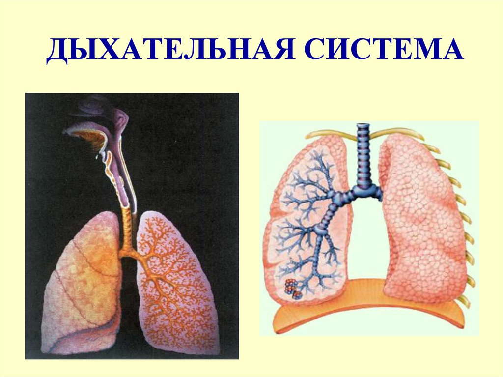 ДЫХАТЕЛЬНАЯ СИСТЕМА