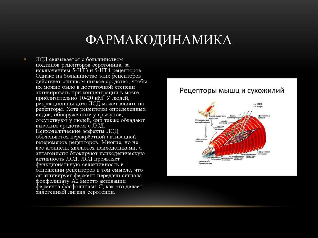 Фармакодинамика