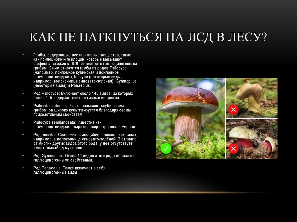 Как не наткнуться на лсд в лесу?