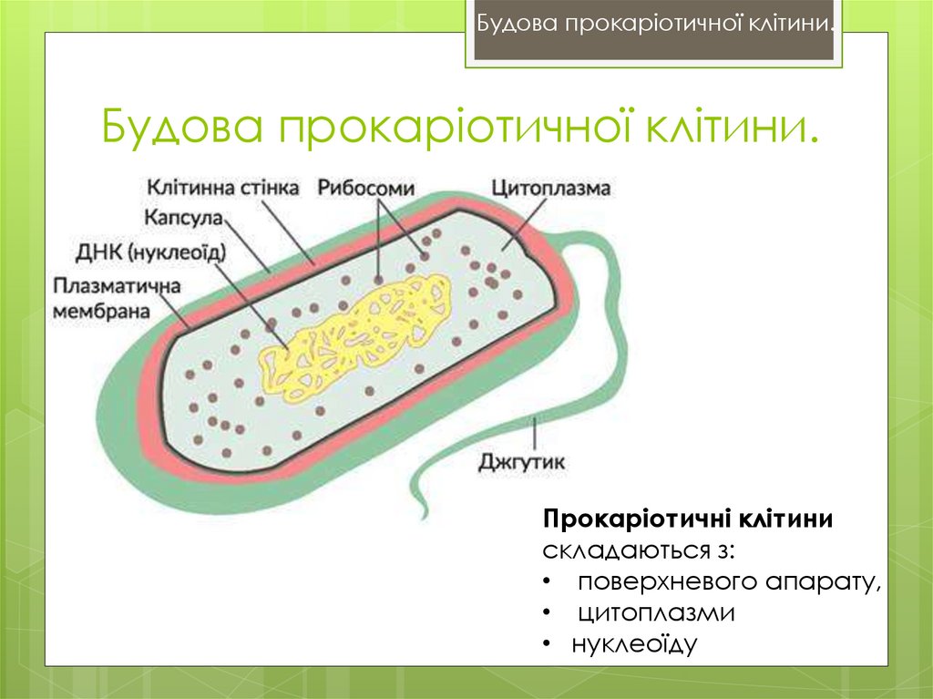 Будова прокаріотичної клітини.