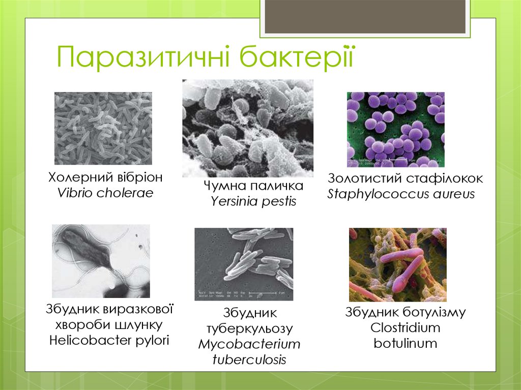 Паразитичні бактерії