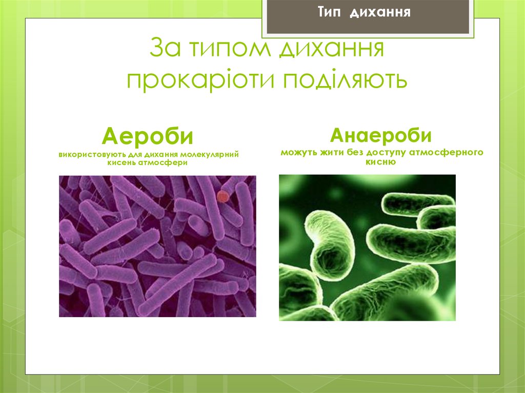 За типом дихання прокаріоти поділяють