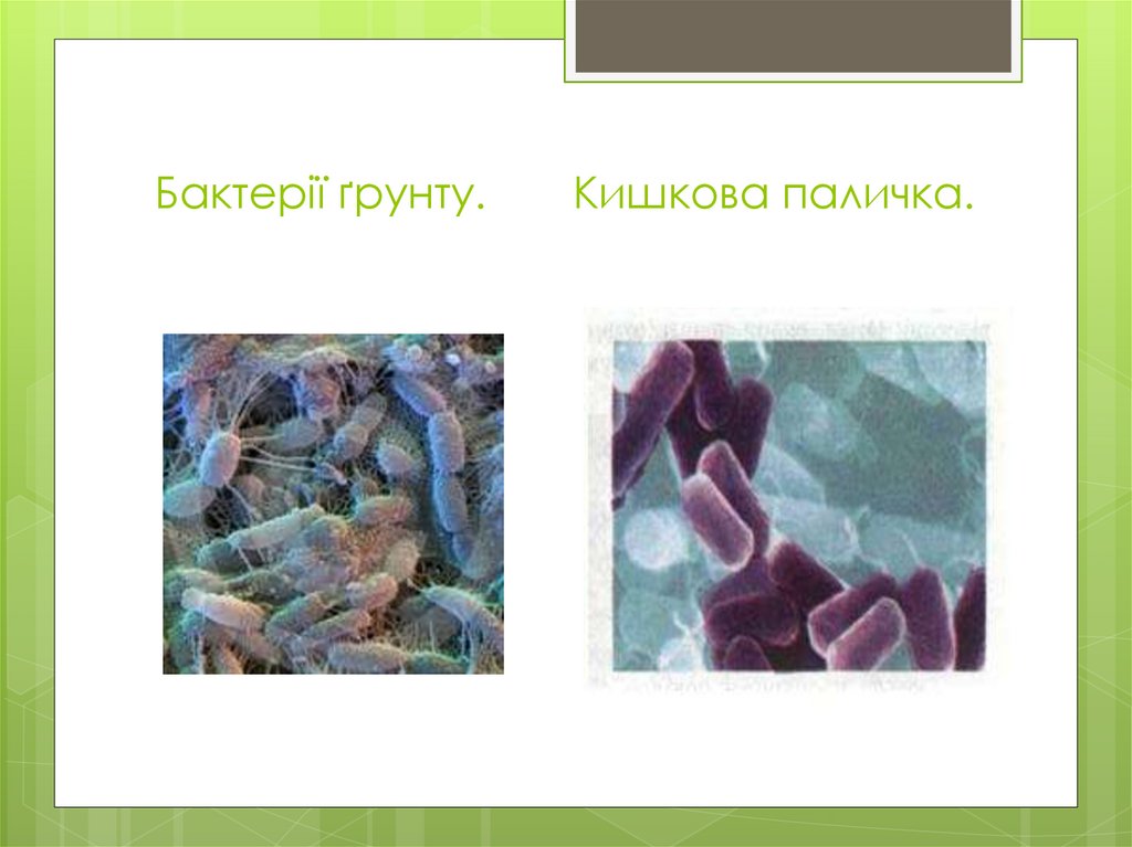 Бактерії ґрунту. Кишкова паличка.