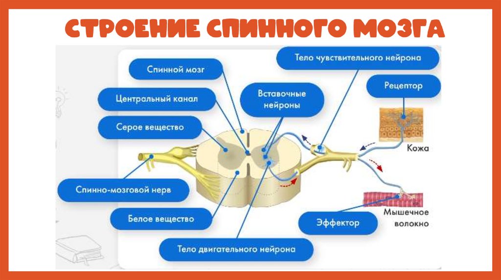 Строение спинного мозга