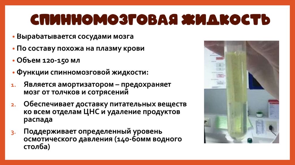 Спинномозговая жидкость