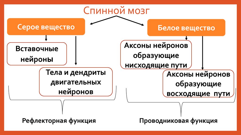 Спинной мозг