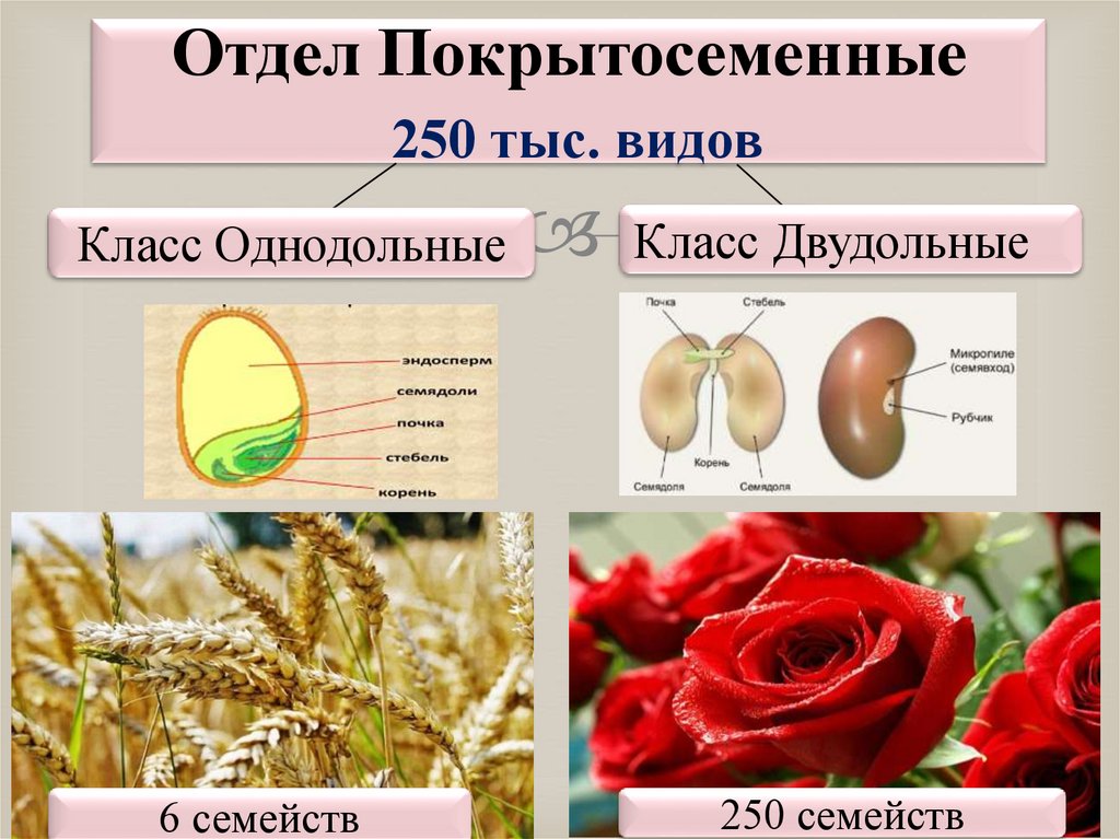Отдел Покрытосеменные 250 тыс. видов