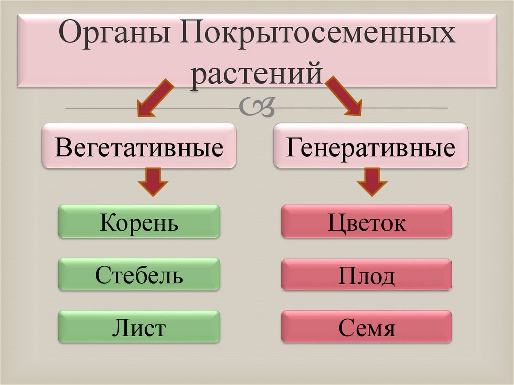 Органы Покрытосеменных растений