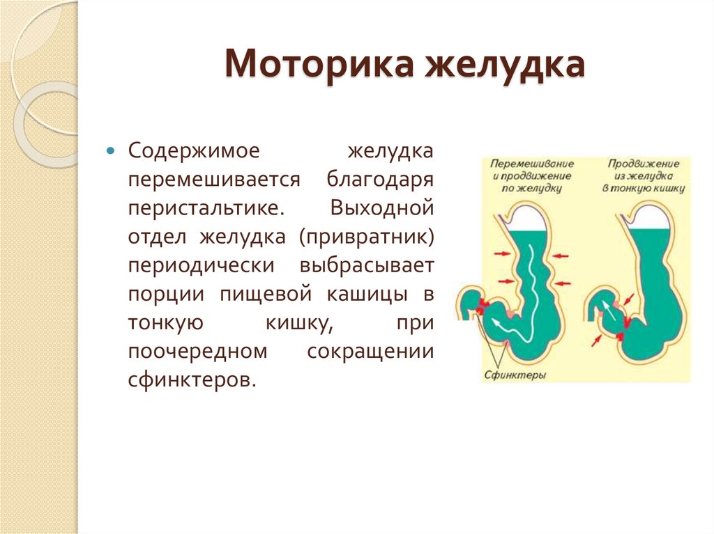 Моторика желудка