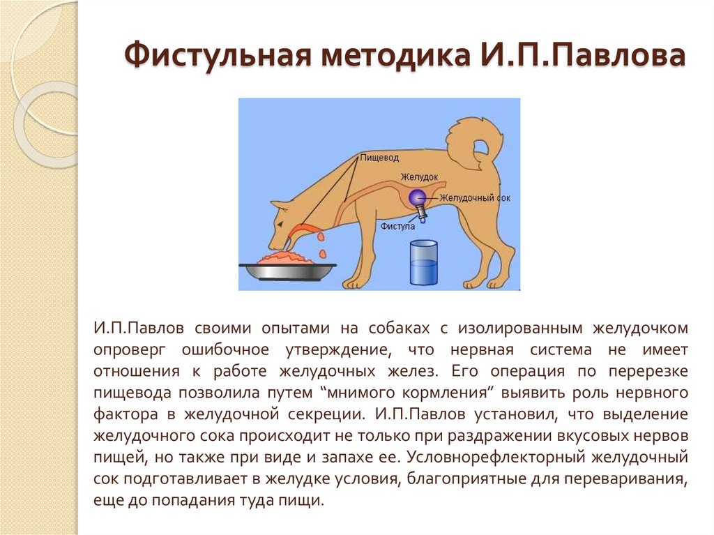 Фистульная методика И.П.Павлова