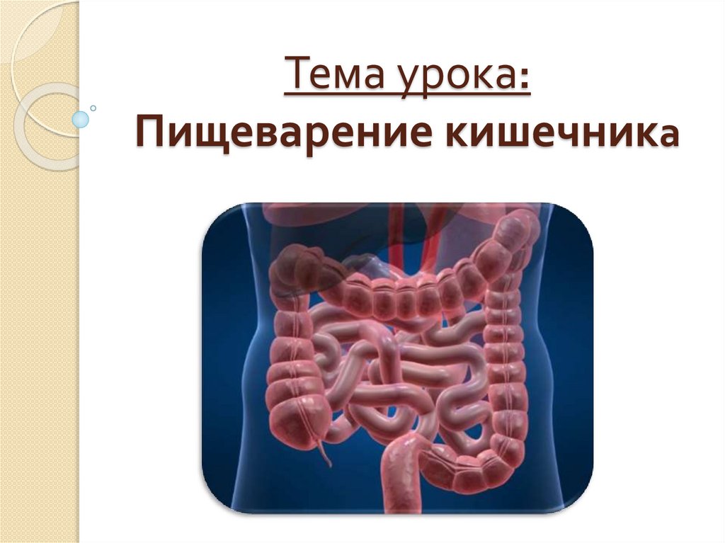 Тема урока: Пищеварение кишечника