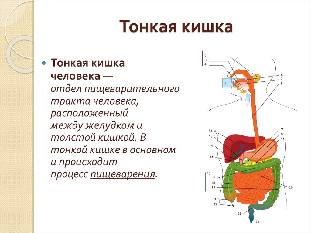 Тонкая кишка
