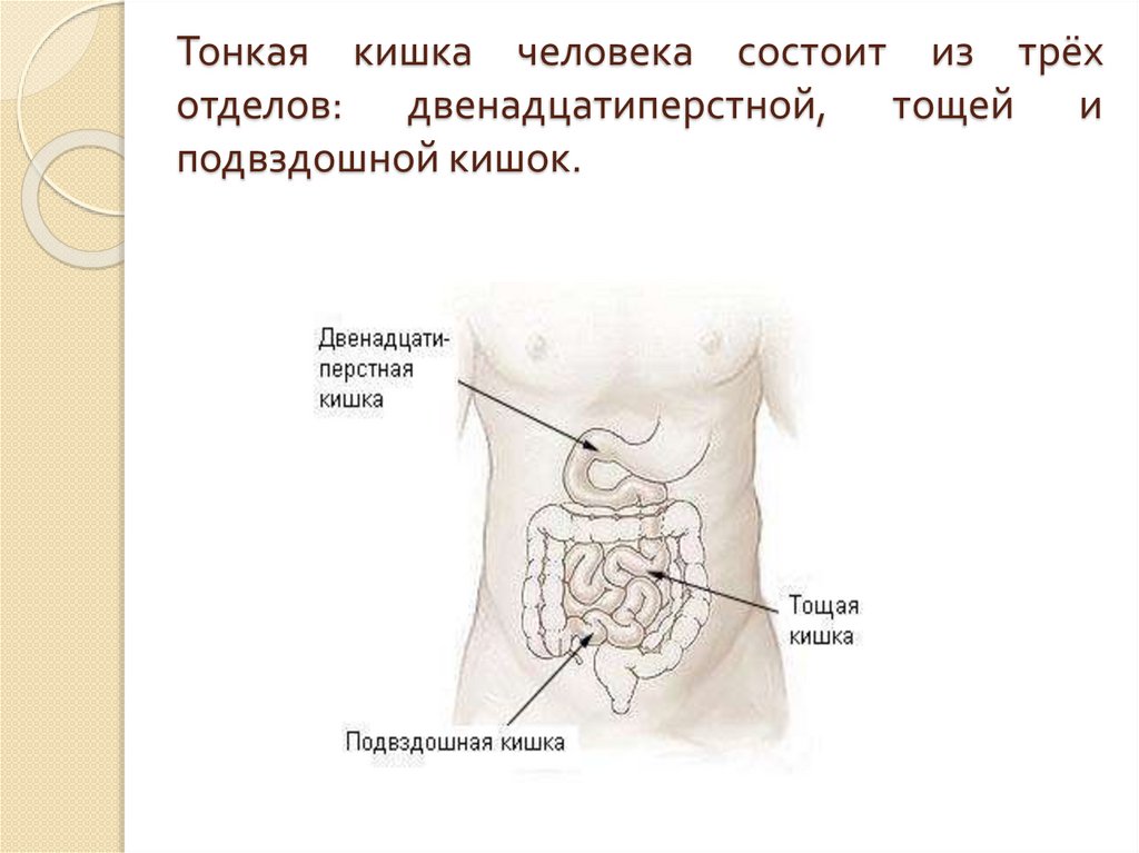 Тонкая кишка человека состоит из трёх отделов: двенадцатиперстной, тощей и подвздошной кишок.