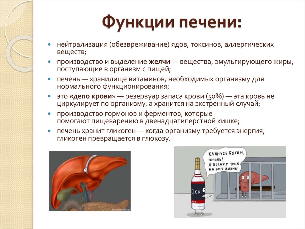 Функции печени: