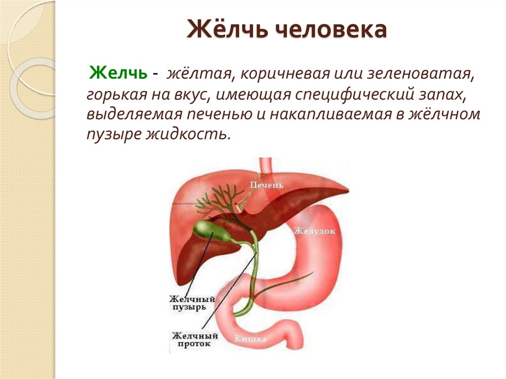 Жёлчь человека