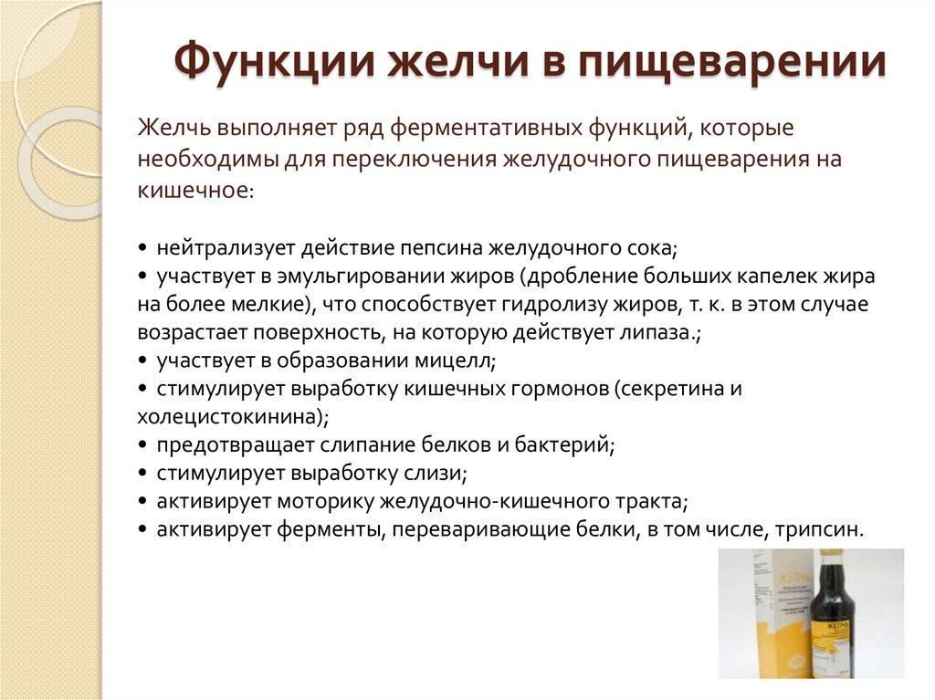 Функции желчи в пищеварении