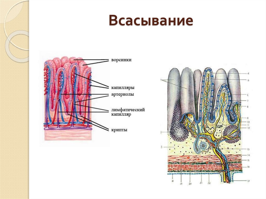 Всасывание