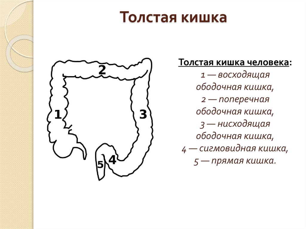 Толстая кишка