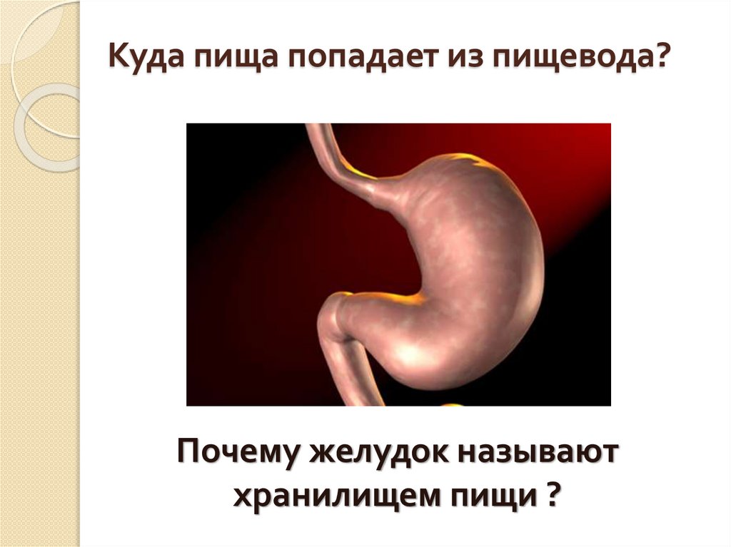 Куда пища попадает из пищевода?