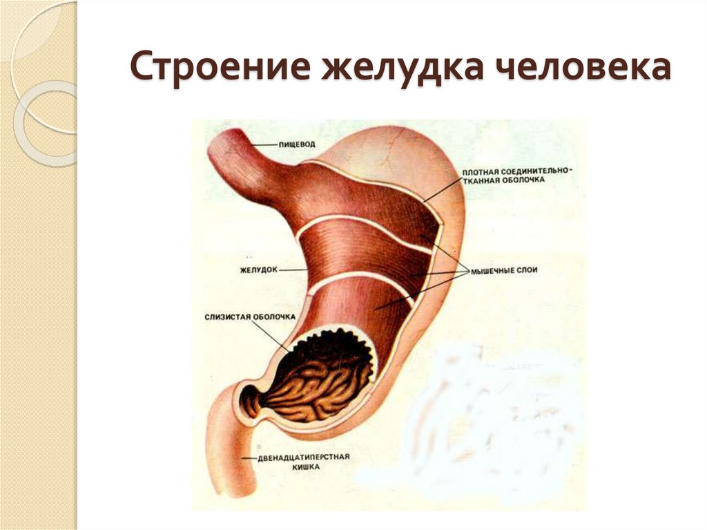 Строение желудка человека