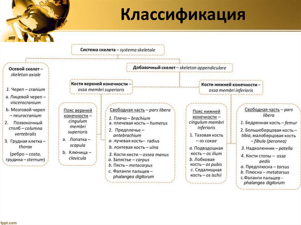 Классификация