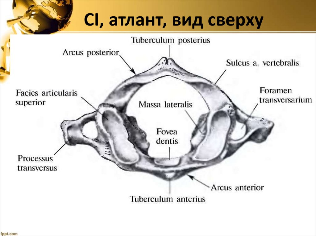 СI, атлант, вид сверху