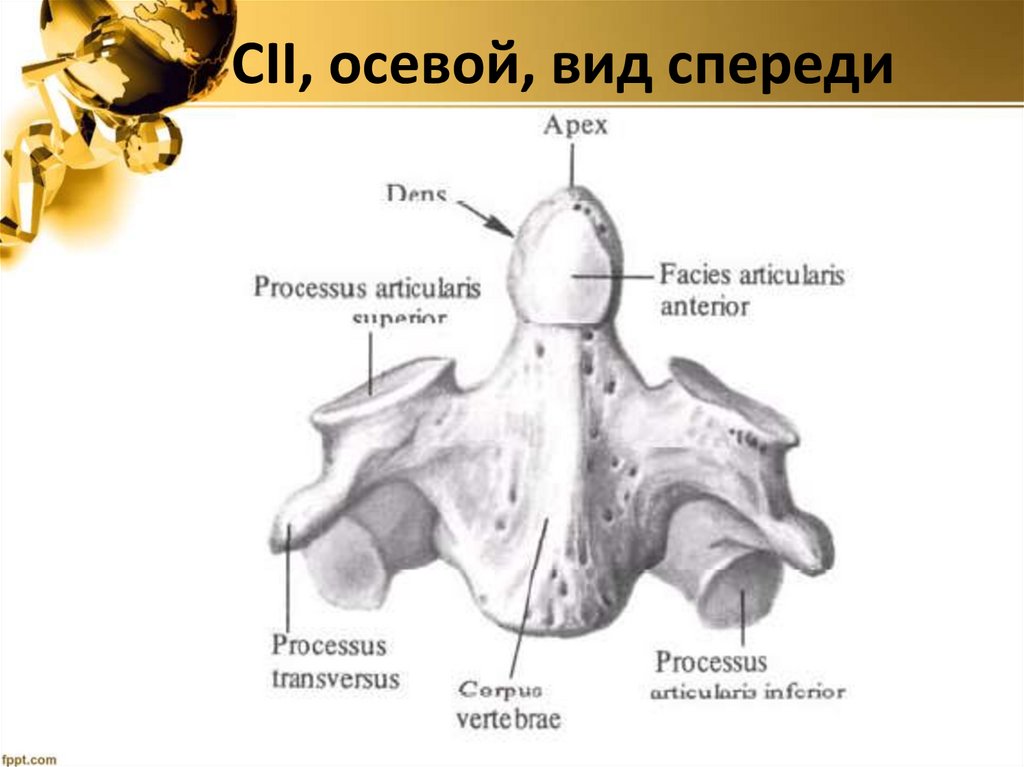 СII, осевой, вид спереди