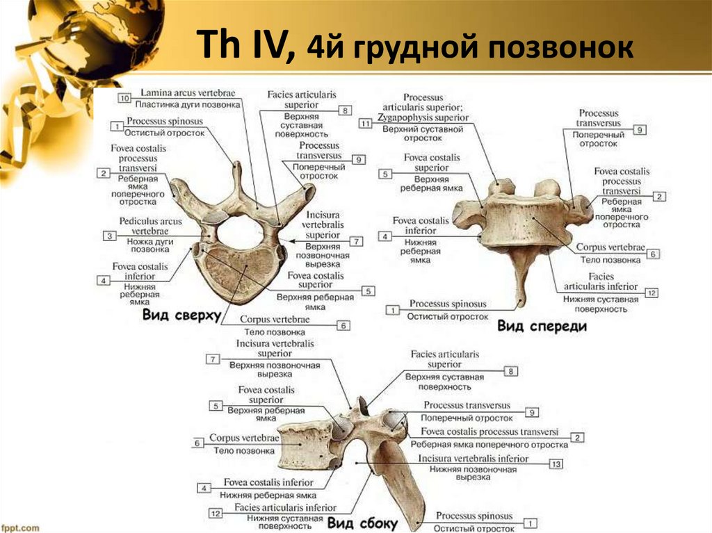 Th IV, 4й грудной позвонок