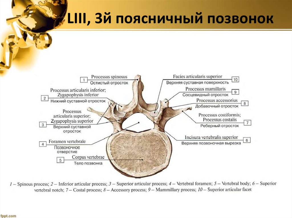LIII, 3й поясничный позвонок