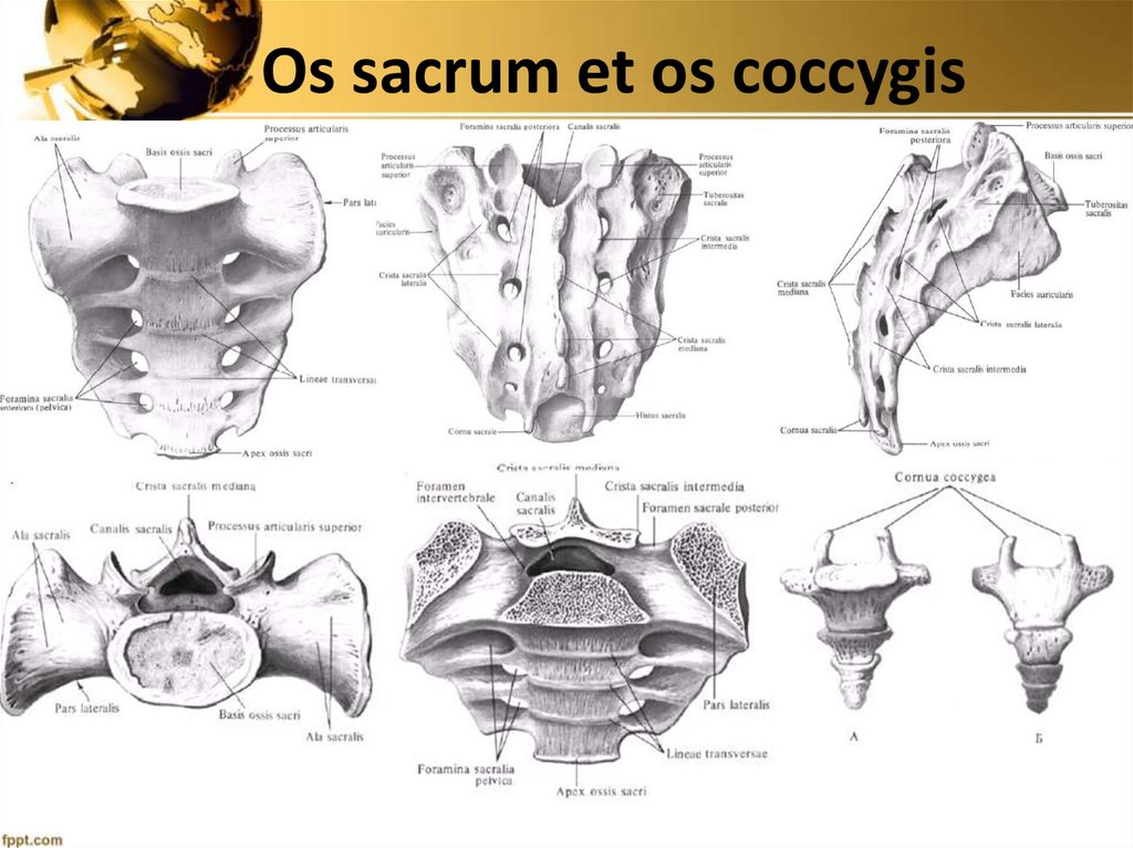 Оs sacrum et os coccygis