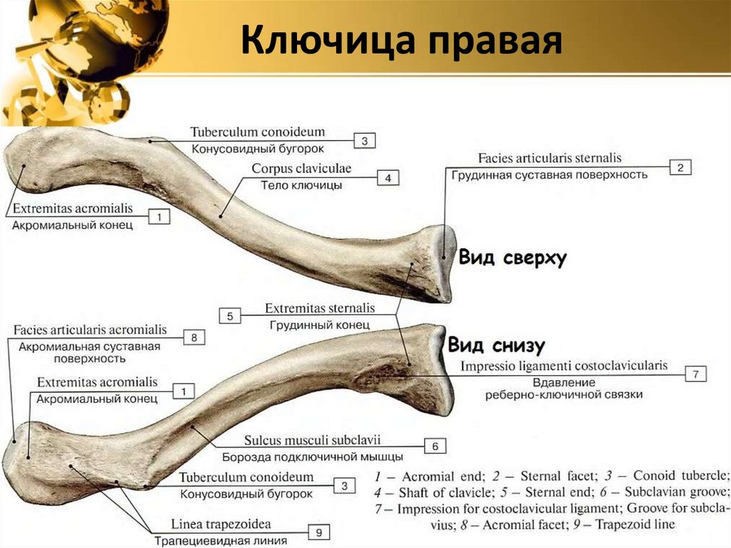Ключица правая