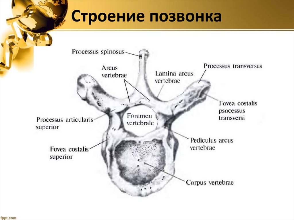 Строение позвонка
