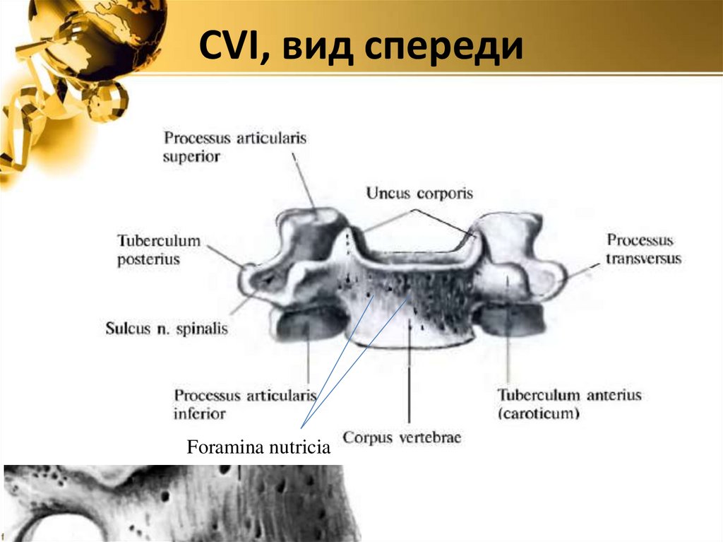 СVI, вид спереди
