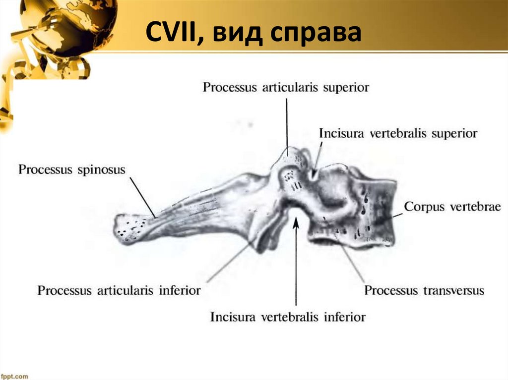 СVII, вид справа