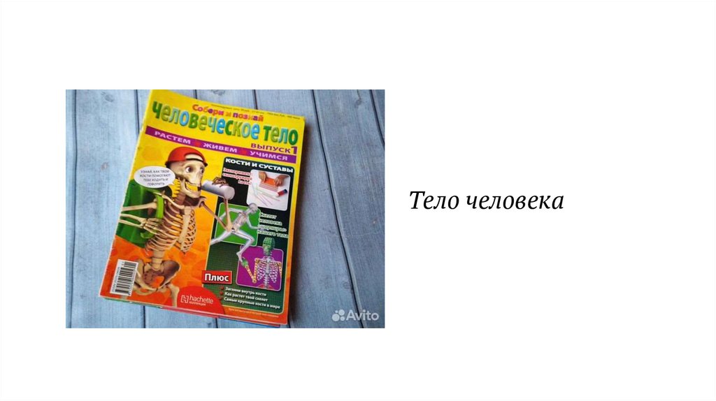 Тело человека