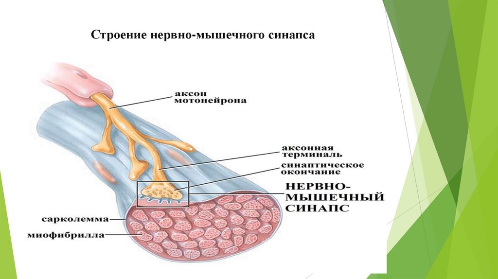 Строение нервно-мышечного синапса