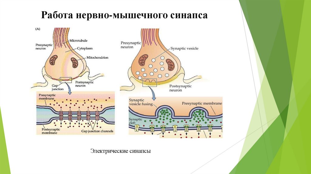 Работа нервно-мышечного синапса