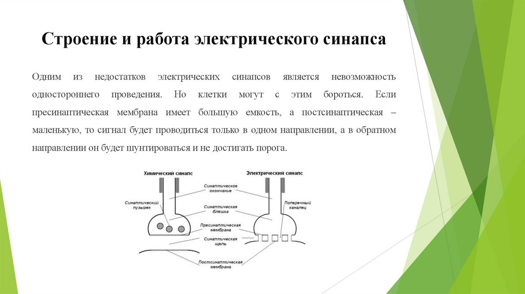 Строение и работа электрического синапса