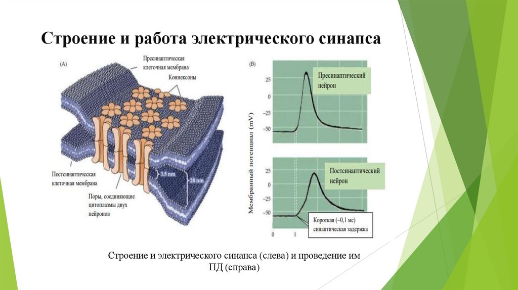 Строение и работа электрического синапса