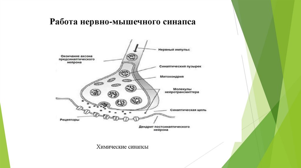 Работа нервно-мышечного синапса